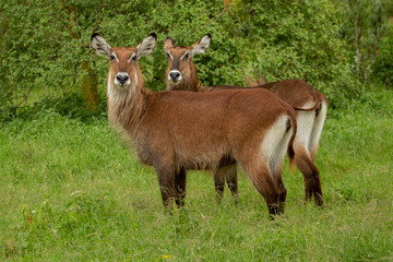 the femal impals in Africa