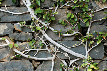 Bush in botanical garden, Funchal, Madeira