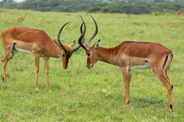 Impalas engaged in a duel