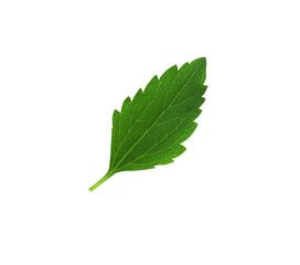 Fototapeta na wymiar Close-up leaves isolated on white background