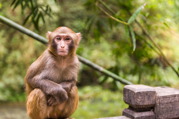 Brown monkey in China