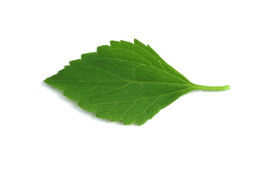 Close-up leaves isolated on white background