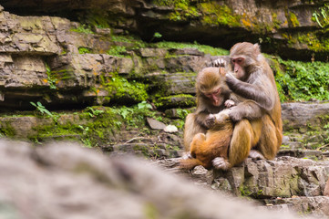 Wild monkeys doing social grooming