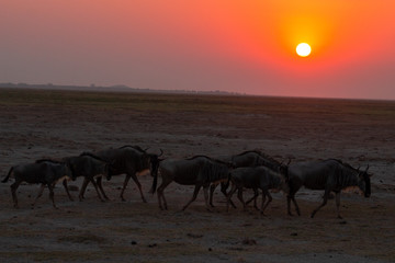 Fototapeta na wymiar The Wildebeest heading home in the evening at sunset