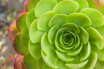 Closeup of green cabbage flower