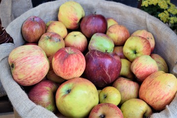 Manzanas en una cesta en su recogida en otoño