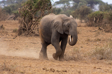 Fototapeta na wymiar The Wild African Elephants and dt Amboselli