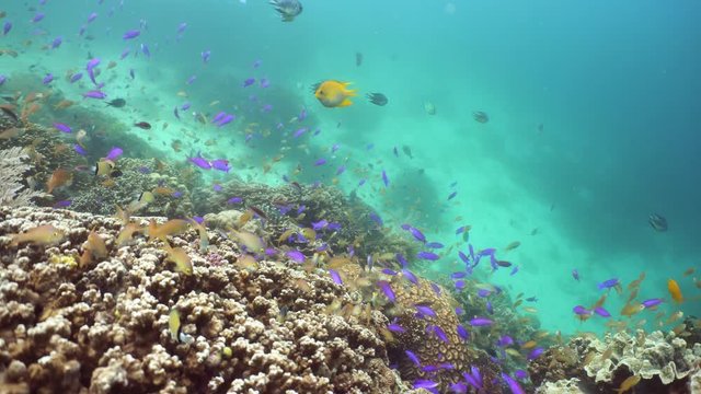 Tropical coral reef seascape with fishes, hard and soft corals. Underwater video. Camiguin, Philippines. Healthy coral reef with variety of fish and underwater wildlife.