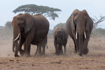 Fototapeta na wymiar The African Elepahonts at Amboselli National Park