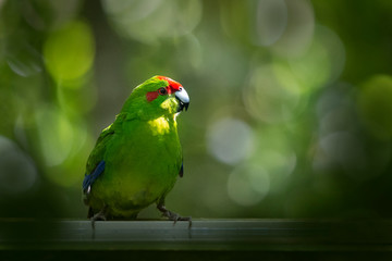 Red Crowned Parakeet, commonly known by its Maori name kakariki