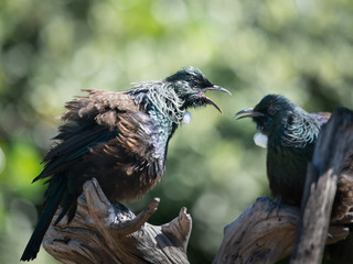 Tui birds fighting with feathers up