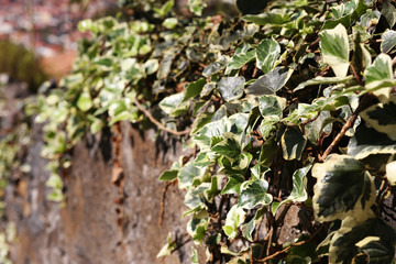 Plant in botanical garden, Funchal, Madeira