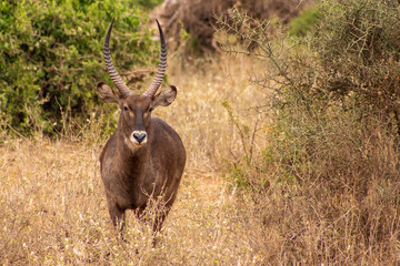 A Closeup of the Male Impala