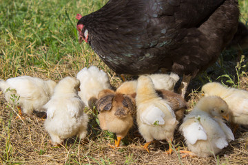 black chicken with little chickens,chicken family with little chicks looking for food in autumn