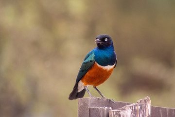 the beautiful  Rüppell’s Starling in Kenya