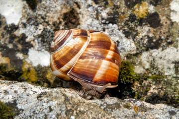Burgundy snail