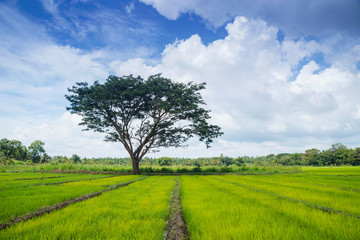 Traditional paddy fields near Avukana village, northern province, Sri Lanka