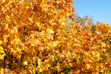 Autumn tree tops, autumn in the park, golden autumn in the metropolis