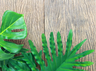 tropical philodendron and monstera palm leaves tree on wood background © studio2013