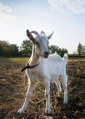 White young goat grazing in a meadow on Sunny day. A farm animal against blue sky.