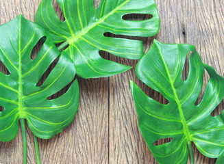 tropical monstera palm leaves tree on wood background