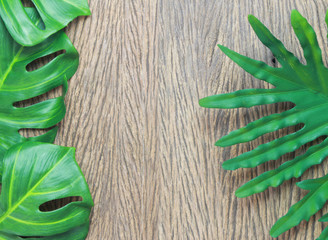 tropical philodendron and monstera palm leaves tree on wood background