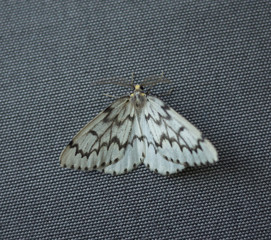 A white moth with black zigzag pattern
