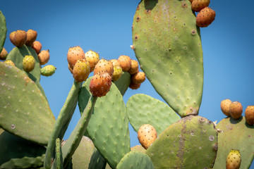 Close up view of a Prickly Pear plant and its fruits, that becomes red colored while growing.
