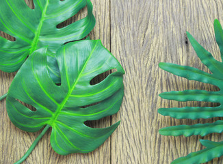 tropical philodendron and monstera palm leaves tree background © studio2013