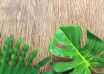 tropical philodendron and monstera palm leaves tree background © studio2013