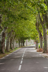 Fototapeta na wymiar Road with avenue trees near the city of Apt, Vaucluse, Provence-Alpes-Cote d Azur region, France, Europe