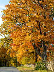 Fototapeta premium Beautiful autumn landscape with colorful trees, stone fence and road