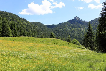 Fototapeta na wymiar Blumenwiese im Gebirge