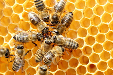Bienen arbeiten auf der Wabe
