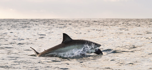 Fototapeta premium Breaching Great White Shark. Shark attacks the bait. Scientific name: Carcharodon carcharias. South Africa.
