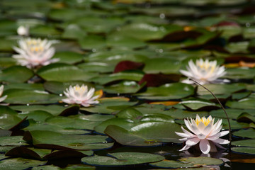 White waterlily in water garden.