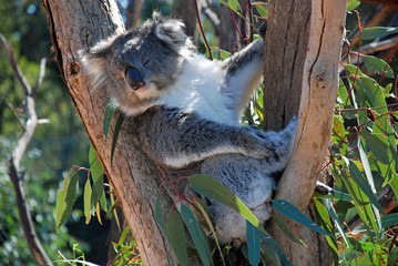 Obraz premium koala in tree 