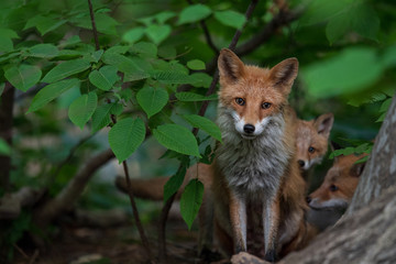 キタキツネの親子