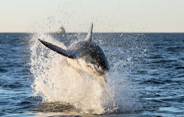 Fototapeta premium Breaching Great White Shark. Front view. Scientific name: Carcharodon carcharias. South Africa.