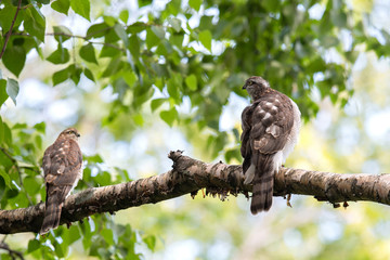 ハイタカの幼鳥