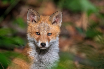 キタキツネの子供