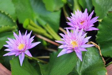 Beautiful waterlily or lotus flower in pond