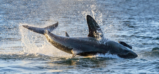 Breaching Great White Shark. Scientific name: Carcharodon carcharias. South Africa
