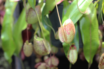 Nepenthes tree, Tropical pitcher plants growth in nature