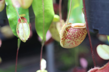 Nepenthes tree, Tropical pitcher plants growth in nature