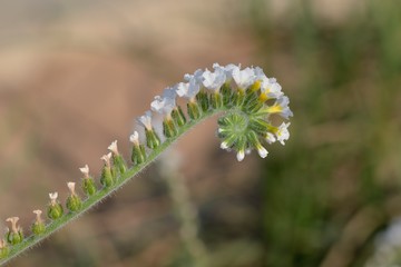 Heliotropium hirsutissimum, family Boraginaceae, Crete