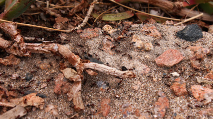 hidden ants