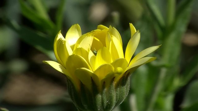 In der gelben Ringelblume steckt ein kleines Insekt