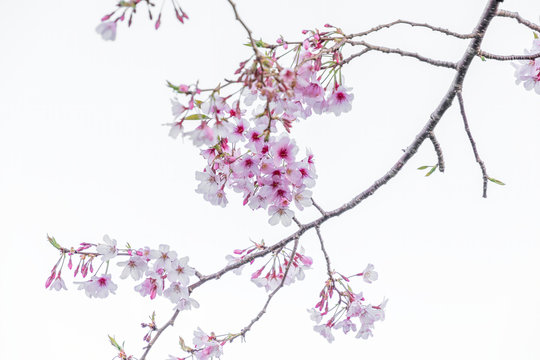 View of cherry blossom with branch