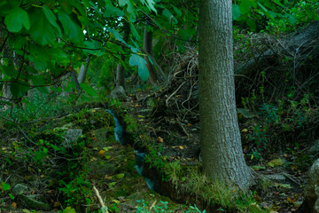 Obraz premium Arroyos en los bosques de Benizar ,Moratalla,Murcia(España)